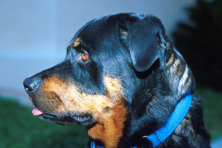BellaDog-Rottweiler Dog-by Shirley Curtis.jpg