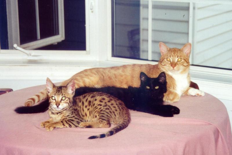 Bengal and Black House Cats-kitten-all3-b-by Gerry Mantha.jpg