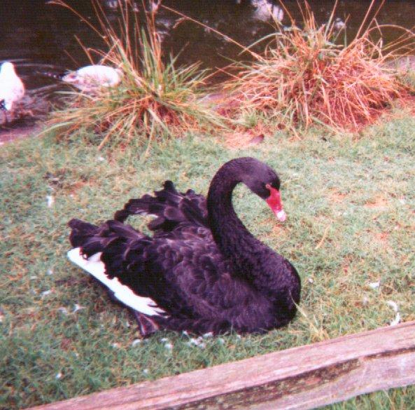 BlackSwan02-sitting on grass-by Dan Cowell.jpg