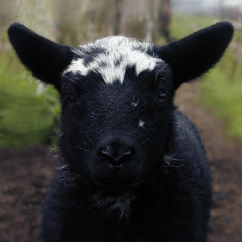 Black domestic sheep-by Ruud Bruijnesteijn.jpg
