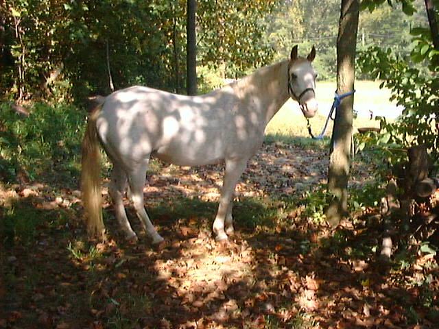Blaker-White Tennessee Walking Horse-by LesserMyopia.jpg