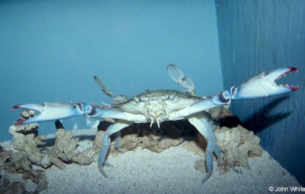 Blue crab2-by John White.jpg