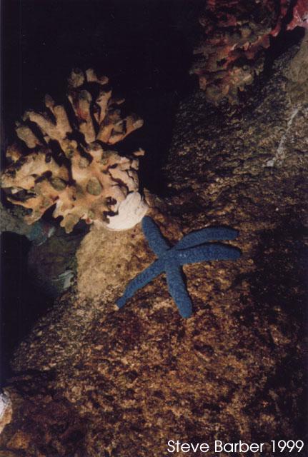 Blue starfish2-by Steve Barber.jpg
