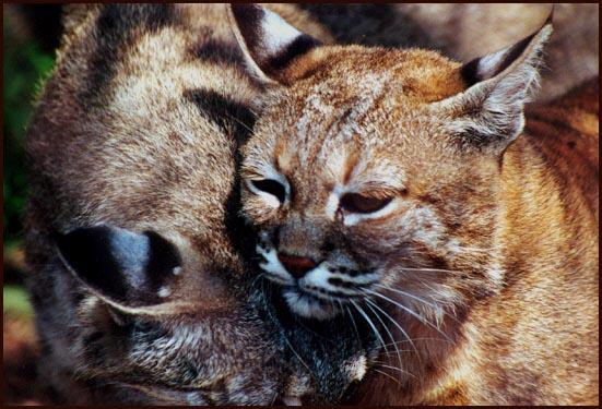 Bobcats together-by Denise McQuillen.jpg