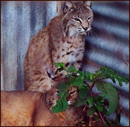 Bobcats together one under plant-by Denise McQuillen.jpg