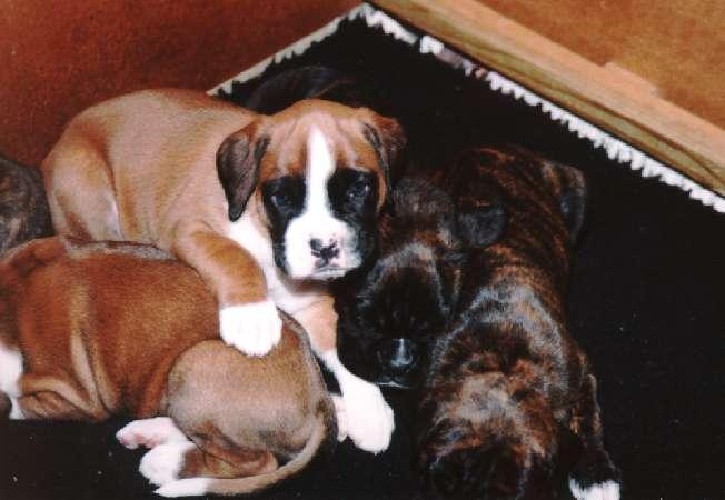 Boxer22-Dog puppies-by Lasse.jpg