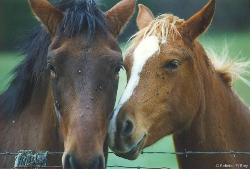 Brown domestic horses n flies 1998-by Rebecca Willey.jpg