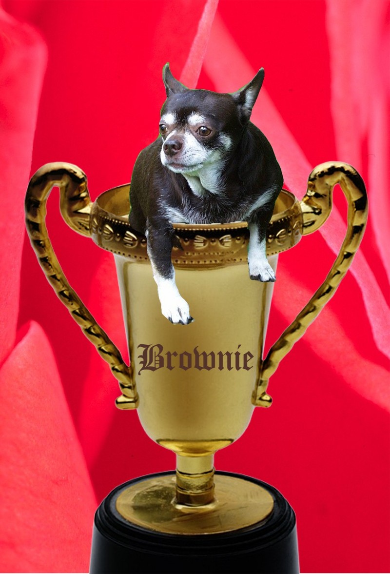 Brownie cup-ChihuahuaDog-by Ken Mezger.jpg