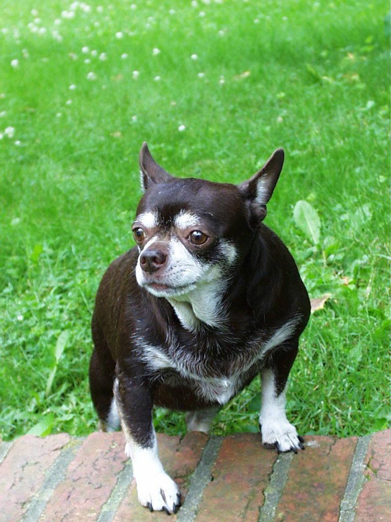 Browniehot2-ChihuahuaDog portrait on grass-by Ken Mezger.jpg