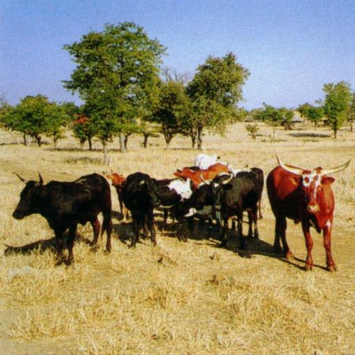 Bueffel-Cattle herd-on grass-by Martina Bahri.jpg