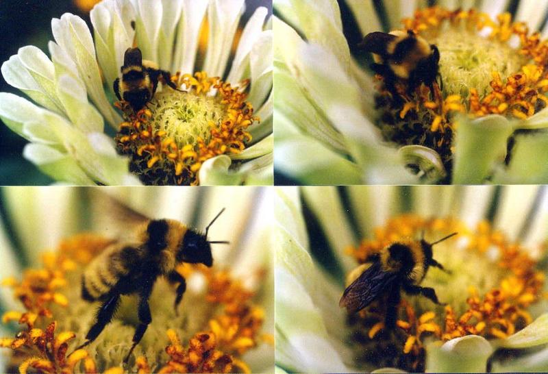 Bumblebee-moments before takeoff-by Juan at Tifny.jpg
