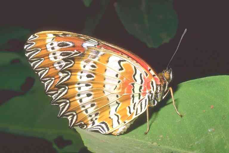 Butterfly-01-by Trudie Waltman.jpg