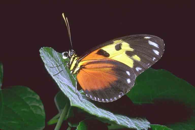 Butterfly-02-by Trudie Waltman.jpg