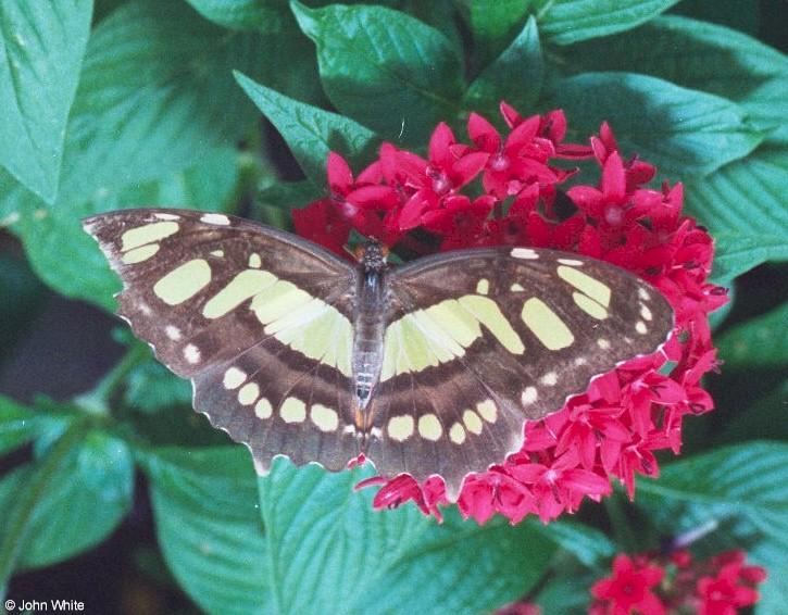 Butterfly02-by John White.jpg