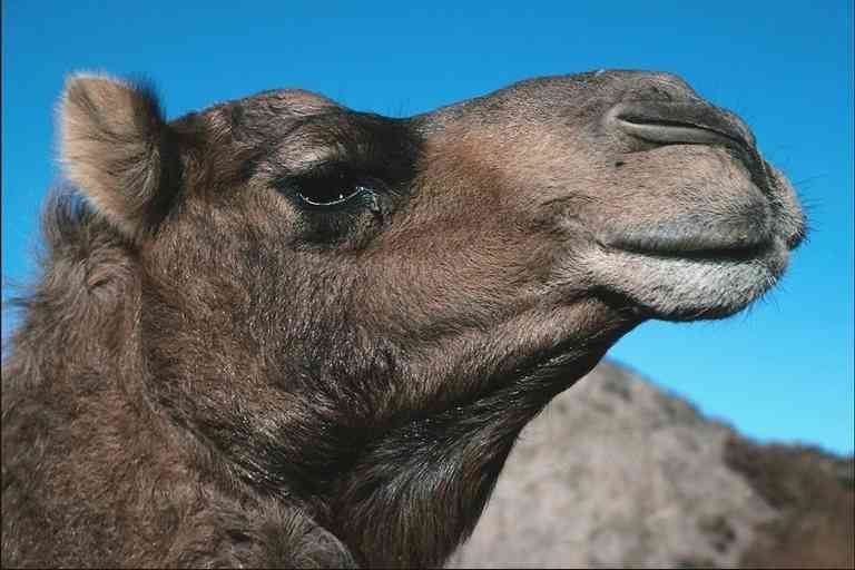 Camel face-by Trudie Waltman.jpg