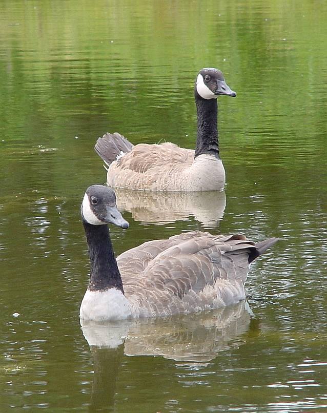 Canada Goose-twoGeeseLowRes-by Gerry Mantha.jpg
