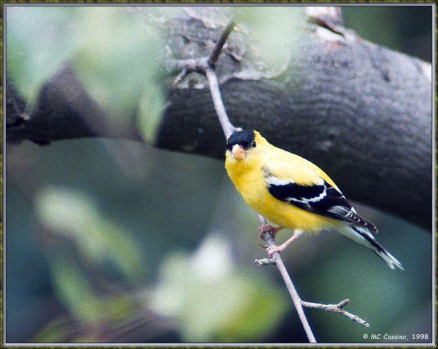 CassinoPhoto-American goldfinch980725-perching on thin branch.jpg