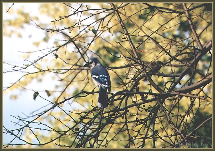 CassinoPhoto-BlueJay11-on branch-back view.jpg