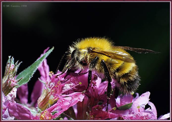 CassinoPhoto-Bumblebee-on purple loosestrife.jpg