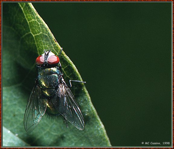 CassinoPhoto-Common house fly980801a-on leaf.jpg