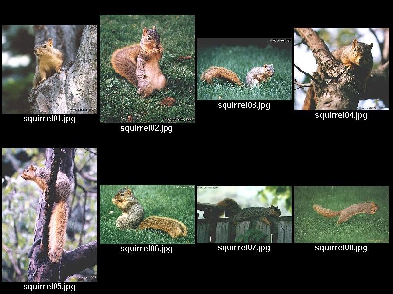 CassinoPhoto-Fox Squirrel00-Index.jpg