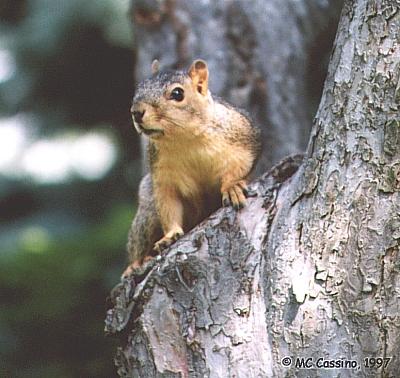 CassinoPhoto-Fox Squirrel01-watching on tree.jpg