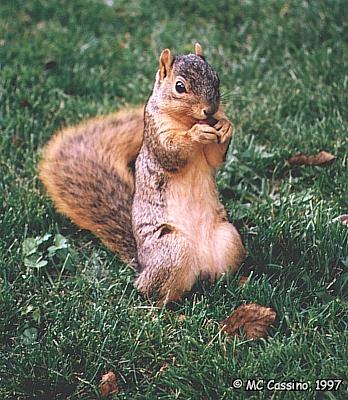 CassinoPhoto-Fox Squirrel02-eating nut on grass.jpg