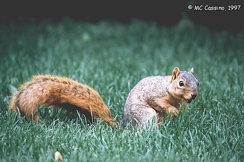 CassinoPhoto-Fox Squirrel03-foraging on grass.jpg