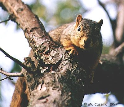 CassinoPhoto-Fox Squirrel04-looks down on tree.jpg