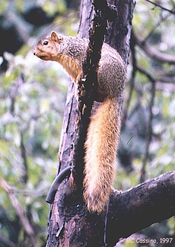 CassinoPhoto-Fox Squirrel05-on branch-long tail.jpg