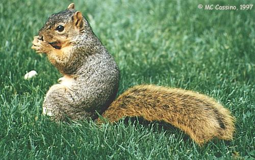CassinoPhoto-Fox Squirrel06-eating nut on grass.jpg