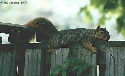 CassinoPhoto-Fox Squirrel07-runs on fence top.jpg