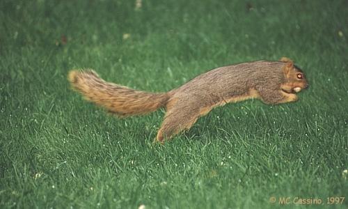 CassinoPhoto-Fox Squirrel08-jumping on grass.jpg