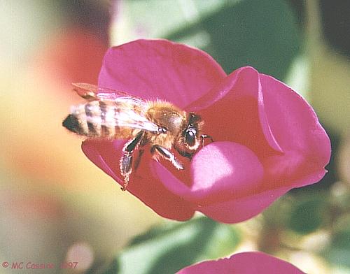 CassinoPhoto-Honeybee-f-OnRose.jpg