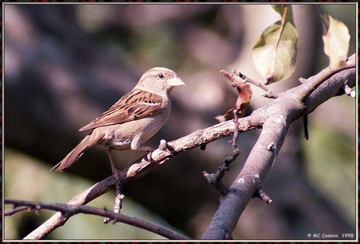 CassinoPhoto-House sparrow980801-perching on branch.jpg