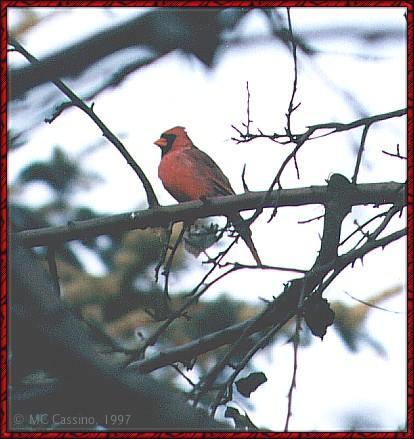 CassinoPhoto-cardinal01-on branch.jpg
