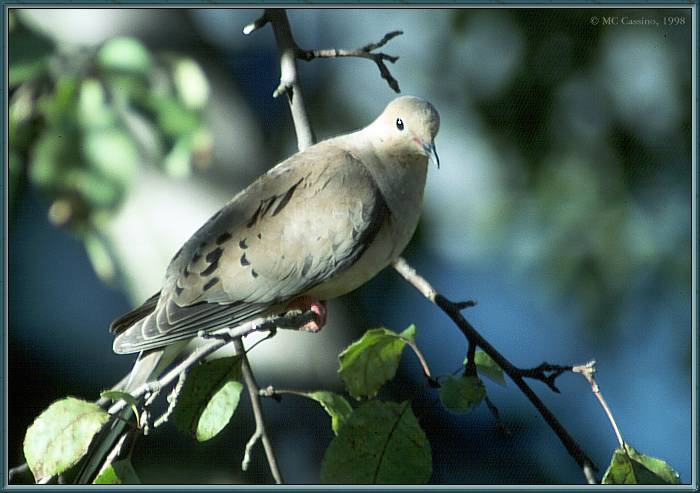 CassinoPhoto-mdove-Mourning dove perching on branch.jpg