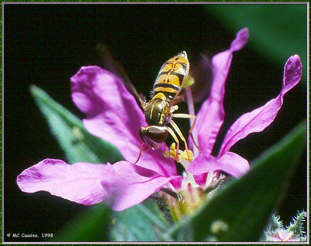 CassinoPhoto-sfly-Syrphid fly-sipping nectar on flower.jpg