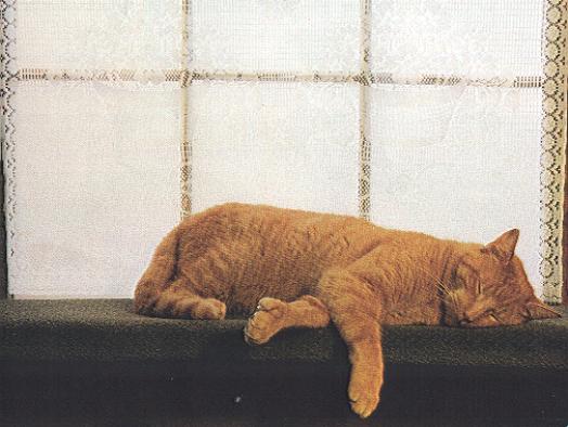 CatSleepScan-Red House Cat-by April Grimm.jpg