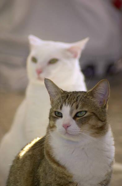 Cats-White and Tabby Cats-by Tom Black.jpg