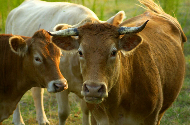 Cattle-moo cow 1-by Tom Black.jpg