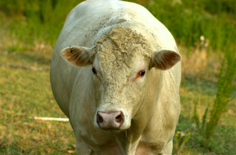 Cattle-moo cow 2-by Tom Black.jpg