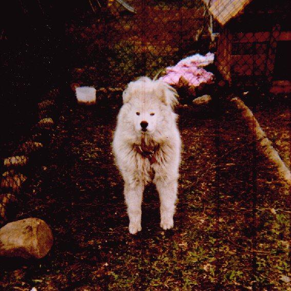 Chance0-Samoyed Dog-by Jason Folster.jpg