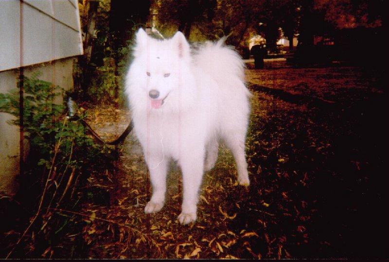 Chance1-Samoyed Dog-by Jason Folster.jpg