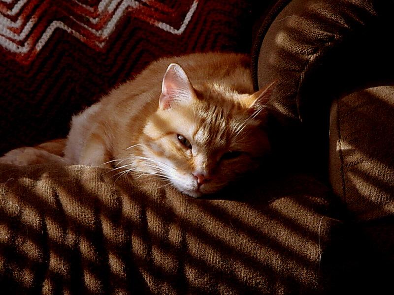 Chester003-Red House Cat-by Paul Hamilton.jpg