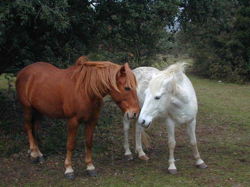 Chevaux1-Brown and White Horses-by Souchon Claude and Sebastien.jpg