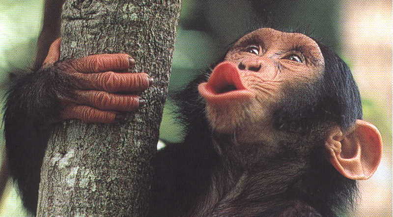 Chimpanzee looking up-by David Wilkinson.jpg