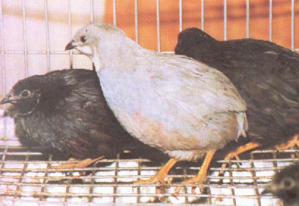 Chinese painted button quail02-in cage-by Dan Cowell.jpg