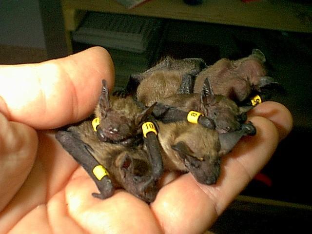 Chiroptera-Big brown bat-handObats-by Robin Russell.jpg