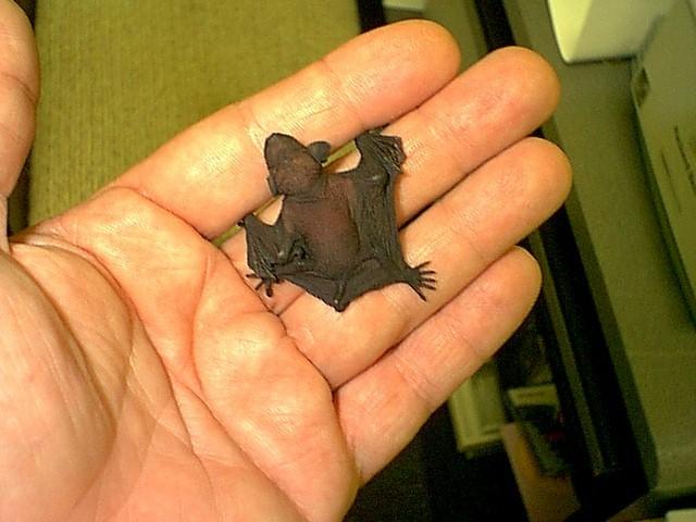 Chiroptera-Big brown bat-newborn-by Robin Russell.jpg